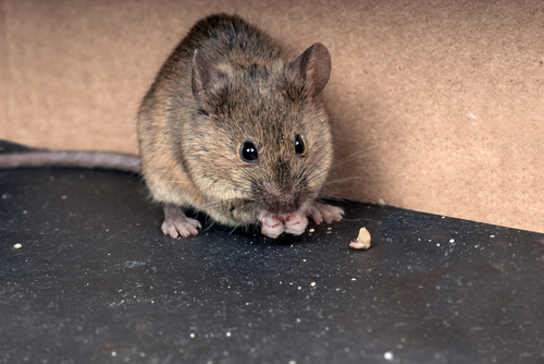 【ネズミ対策は匂いで】嫌がる匂いで家から追い出そう！塗るだけ簡単の「鼠さん避けテクジェル」がおすすめ◎
